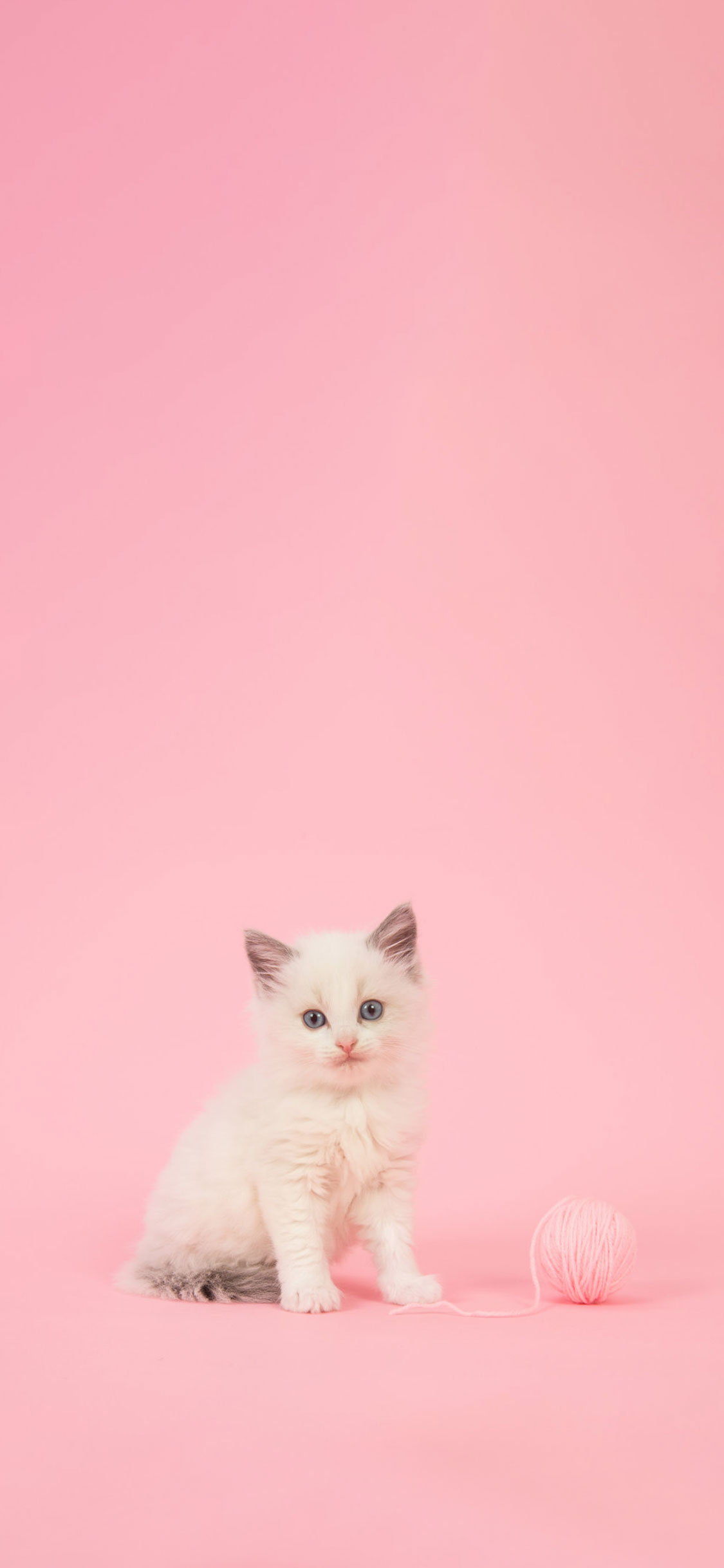 cute wallpapers for iphone hd